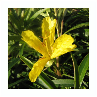 BLUME_SO_3112_RI.jpg