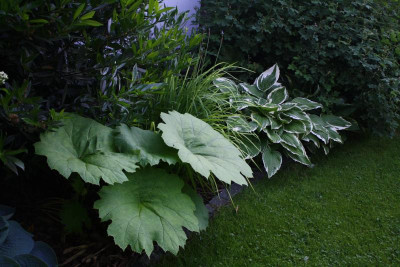 Garten, Mai 2017 084.JPG