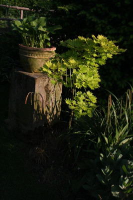 Garten, Mai 2017 069.JPG