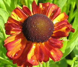 Helenium_1_1_1.jpg
