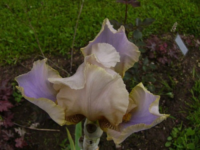Omas_Sommerkleid2.jpg