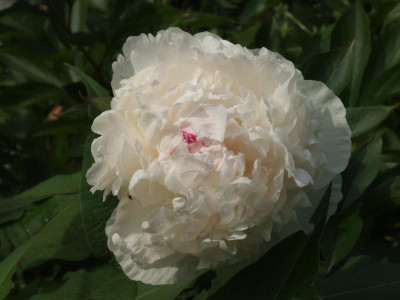 DSCF3944.JPG