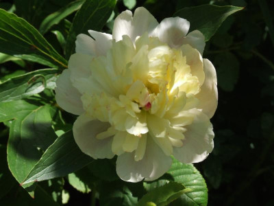 DSCF3926.JPG