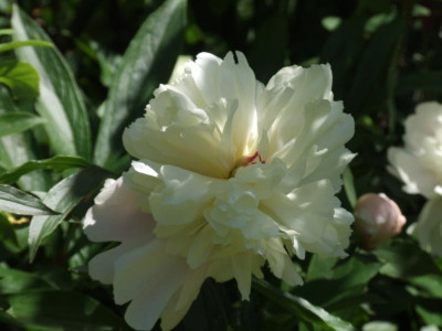 DSCF3919.JPG