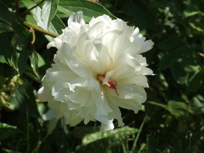 DSCF3920.JPG