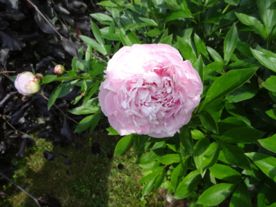 rose.JPG