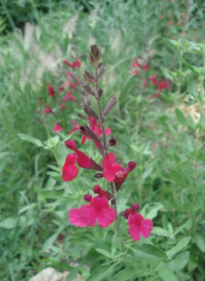 S.Greggii_RaspberryRoyale_071617.jpg