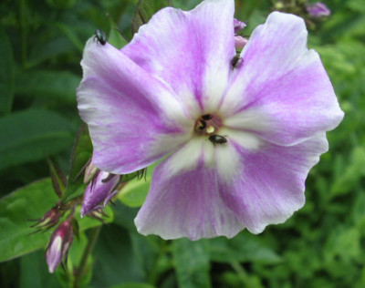 erster_Phlox_1_1.jpg