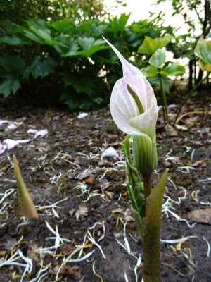 Arisaema candidissimum Juni 2017.jpg