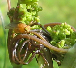 Fenchlknospe_mit_Fliege_1_1.jpg