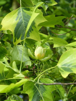 2017-06-08 Liriodendron tulipifera 'Aureomarginatum' 1.jpg