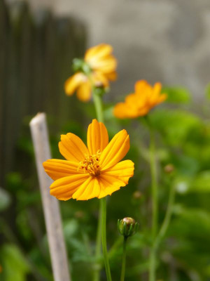 2017-06-08 Cosmos sulphureus.jpg