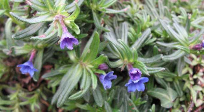 31.12.06._Lithodora_diffusa_Picos__005.JPG