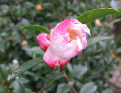 19.12.06._Camellia_sasanqua_Rainbow__003.JPG