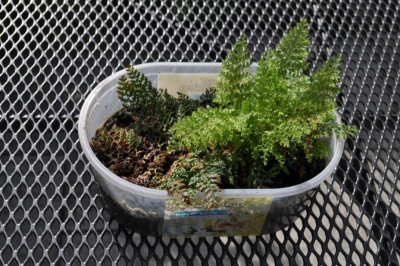 PolystichumSetiferumPlumosumDensum2.jpg