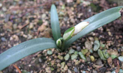 31.12.06._Galanthus_rizehensis_001.JPG
