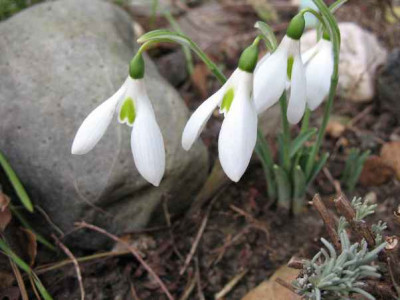 31.12.06._Galanthus__Hor._Nr.57_020.JPG