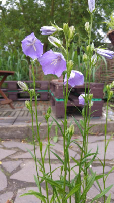 20170608_071209.jpg