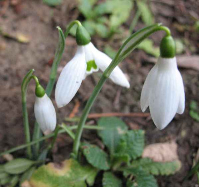 31.12.06._Galanthus_Hor._Nr._42_021.JPG