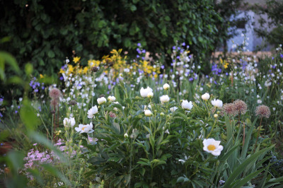 Viel Campanula.jpg