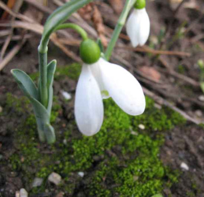 31.12.06._Galanthus_Hor._Nr.66___022.JPG