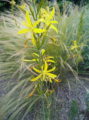 Asph_liburnica_080617.jpg