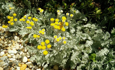 Tanacetum080617.jpg