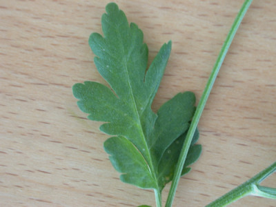 Mutterkraut_1733_94.jpg