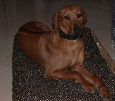 DSCN0581_Die_scheinbar_Unabhangige_.jpg