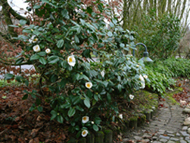 alba_simplex_Nov.06.jpg