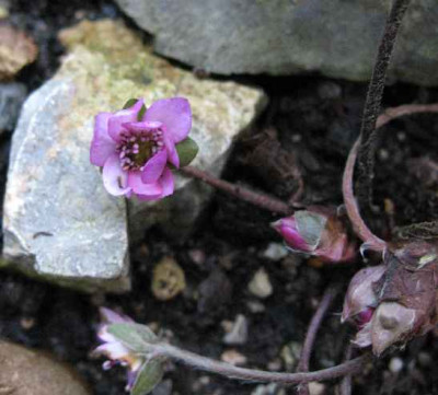 1.1.07._Hepatica_transs._Schwanensee_014.JPG