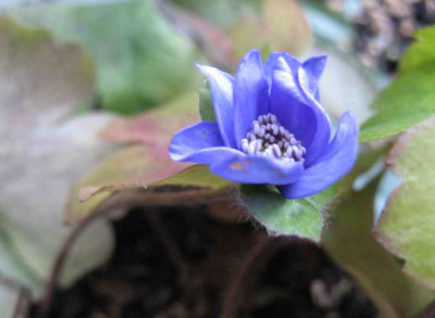 1.1.07._Hepatica_transs._Saint-Claude_019.JPG