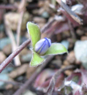 1.1.07._Hepatica_nobilis_Walter_Otto__013.JPG