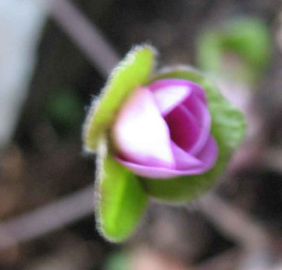 1.1.07._Hepatica_nobilis_Odette__015.JPG