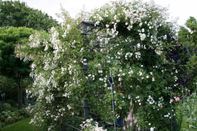Rosenlaube0116.JPG