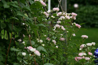 Rose Kirschrose0113.jpg