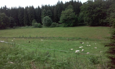 wohlkopfschwert17.jpg