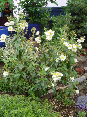 cistus-2011.jpg