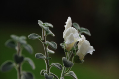 Antirrhinum-hispanicum-k.jpg