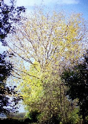 grosse_pappel_herbst.JPG