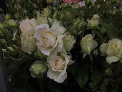 rosenmakt1.img.JPG
