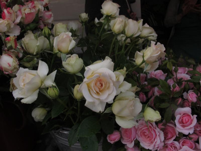 rosenmarkt2.img.JPG