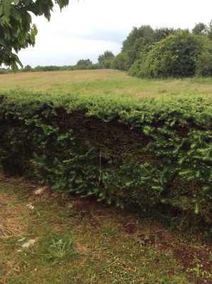 Hecke.jpg