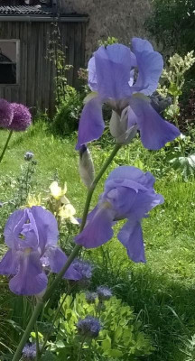 I,pallida_2017-05-27.jpg