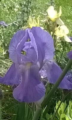 .pallida Blüte.jpg