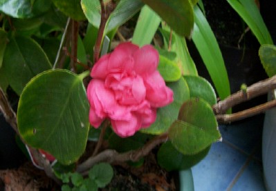 100_0413_Camellia_Double_Rose.jpg