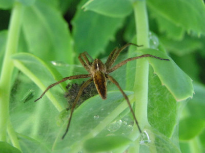Listspinne-3.jpg