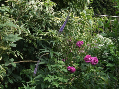 DSCF4097.JPG