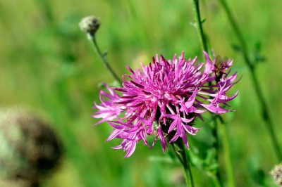 flicflacs-Bergkornblume.jpg