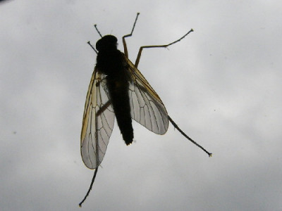 Morgengrau-1a.jpg